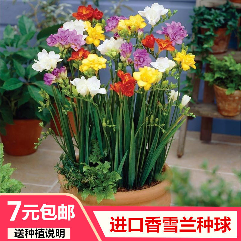 重瓣香雪兰种球混色小苍兰种子室内秋冬季浓香型盆栽花卉包邮,宠物/宠物食品及用品,水草,淘宝优惠券,粉丝福利购,淘宝优惠卷