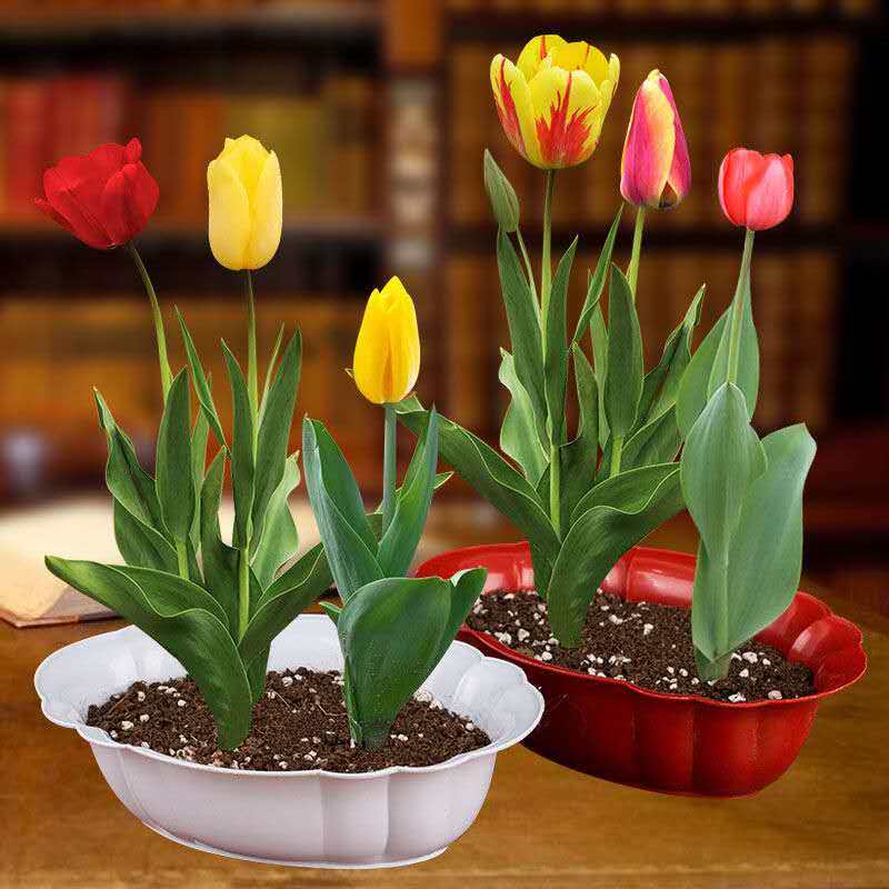 3个郁金香郁金香 种球盆栽鲜花种子稀有郁金香包邮,宠物/宠物食品及用品,水草,淘宝优惠券,粉丝福利购,淘宝优惠卷