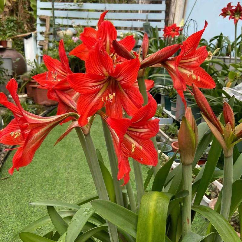 国产朱顶红大种球盆栽对子莲土朱顶室内四季易成活种植花卉,宠物/宠物食品及用品,水草,淘宝优惠券,粉丝福利购,淘宝优惠卷