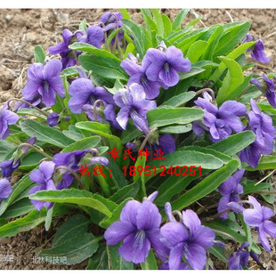 秋冬花草种子观赏紫花地丁多年生植物种子四季野堇菜花草种籽