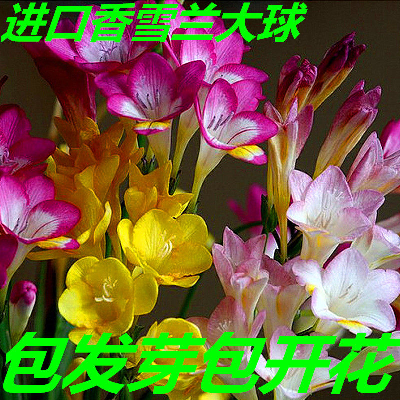 多年生浓香型香雪兰种球小苍兰四季阳台盆栽晚香玉,宠物/宠物食品及用品,水草,淘宝优惠券,粉丝福利购,淘宝优惠卷