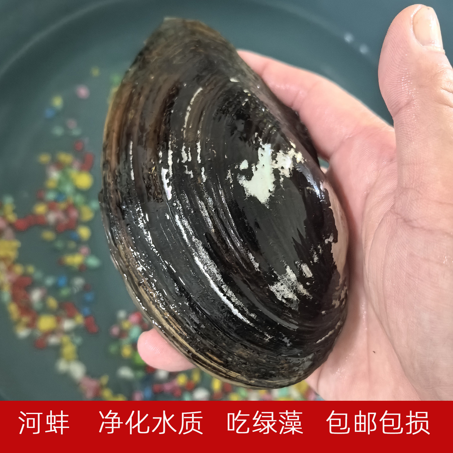 天然河蚌贝壳净水吃绿藻包邮包损