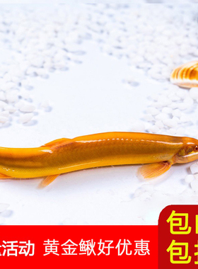 观赏黄金鳅小金龙泥鳅鲜活体冷淡水清洁练手鱼苗饲料清道夫好易养