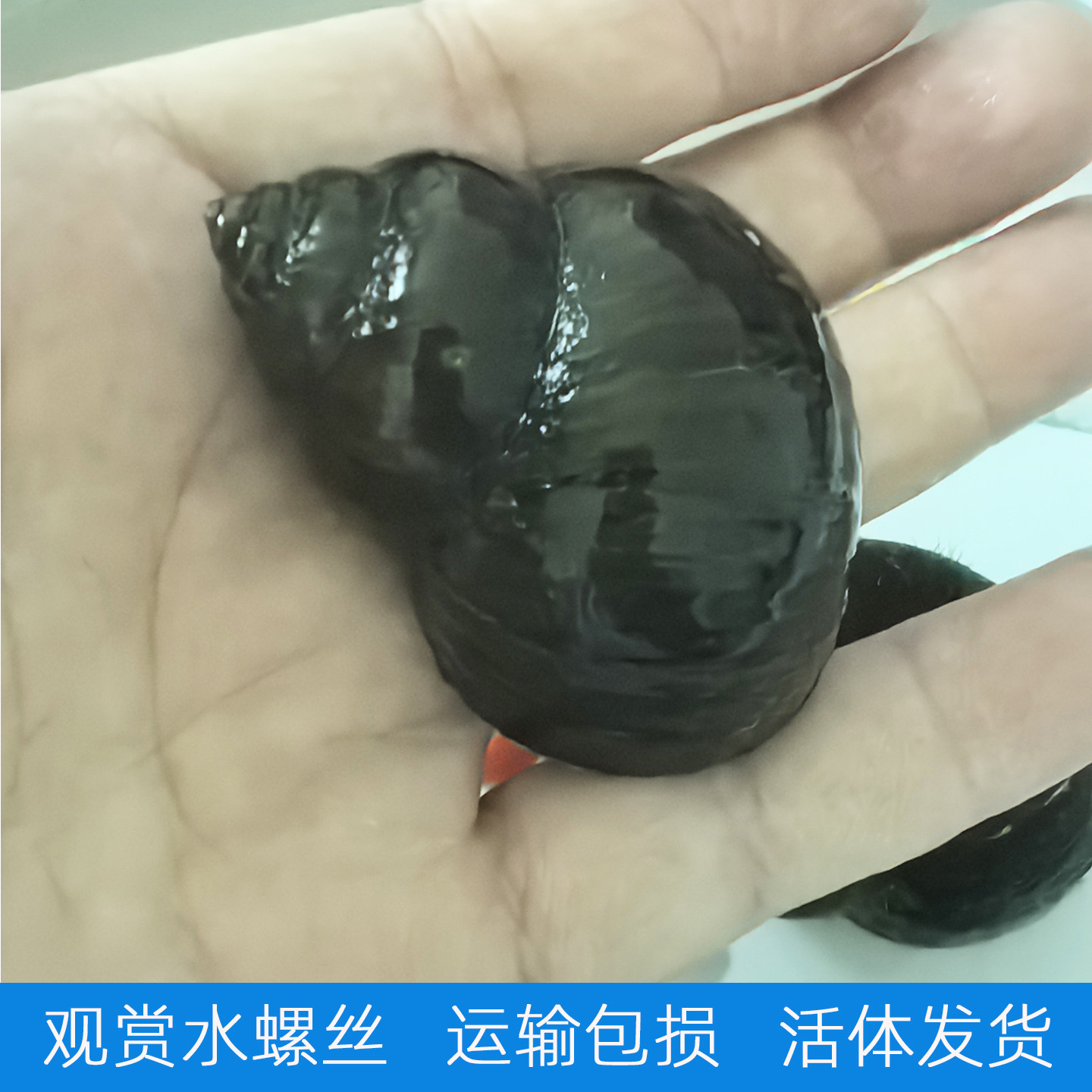 观赏大号水螺丝田螺水族宠物宠物饲料造景运输包损活体发货