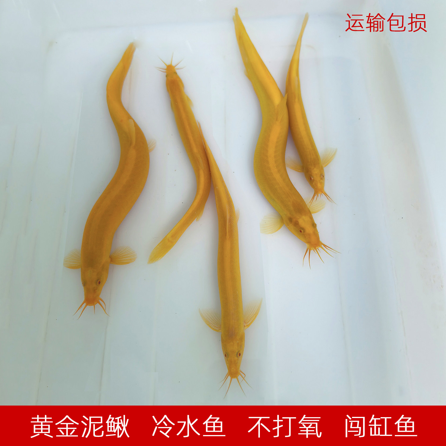 黄金泥鳅观赏金龙鳅工具鱼