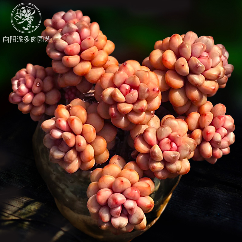 葡萄多肉植物老桩群生一物一拍可爱肥圆大长腿向阳派