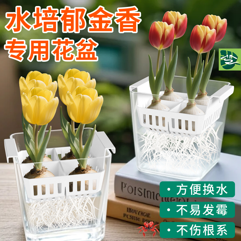 水培郁金香花盆含定植篮水养种球玻璃器皿方便换水透明郁金香花瓶