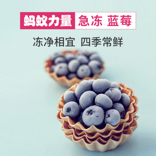 蚂蚁力量急冻蓝莓速冻冷冻孕妇