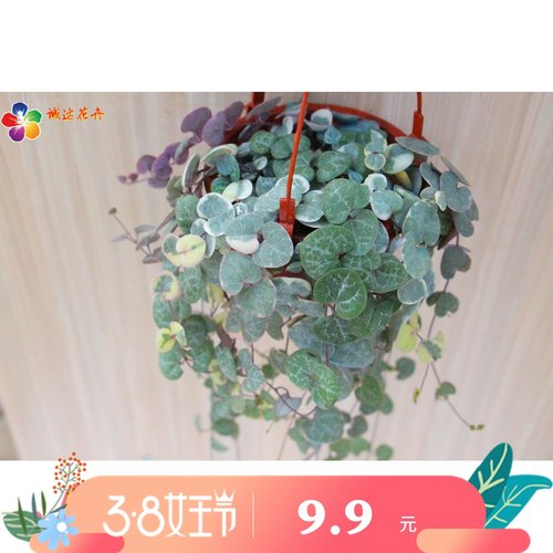 牡丹吊兰锦素材模板 牡丹吊兰锦图片下载 小麦优选 牡丹吊兰锦素材模板 牡丹吊兰锦图片下载 小麦优选