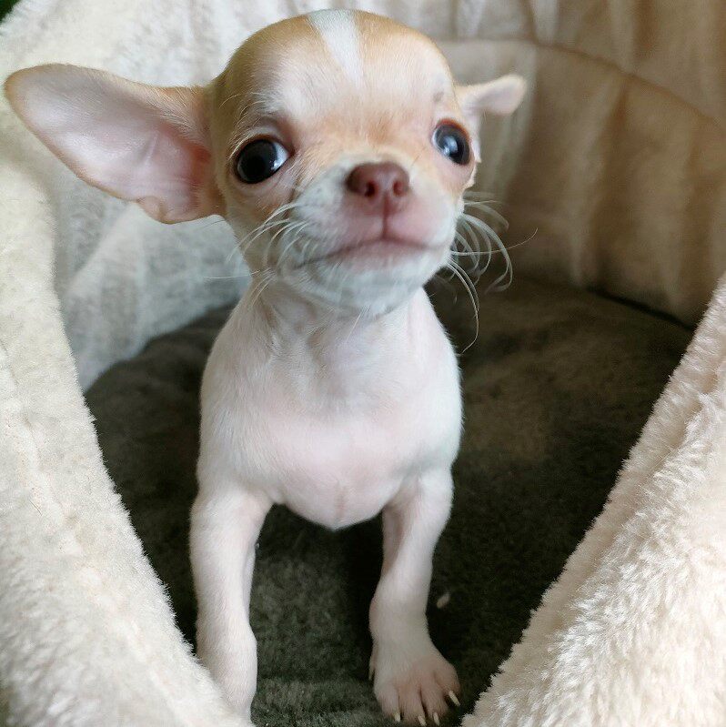 吉娃娃幼犬纯种袖珍吉娃娃犬小体苹果头长不大茶杯犬活体宠物狗狗