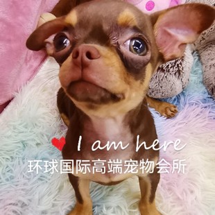 犬舍直营纯种健康迷你长不大苹果头短毛可爱墨西哥吉娃娃茶杯小狗