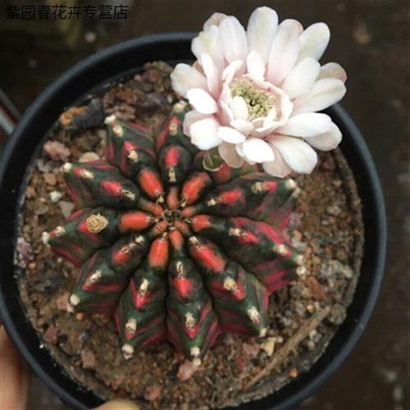 新品超大五彩光辉绯牡丹锦仙人球帝冠9厘左右不含盆黑紫牡丹6-8厘