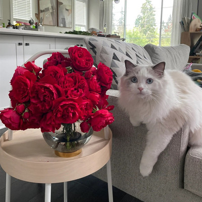 藤本月季花d佛罗伦萨蒂娜四季开玫瑰阳台围墙爬藤蔷薇花苗大花红