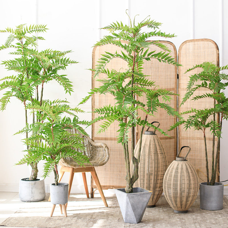 香椿树盆栽室内价格 香椿树盆栽室内图片 星期三