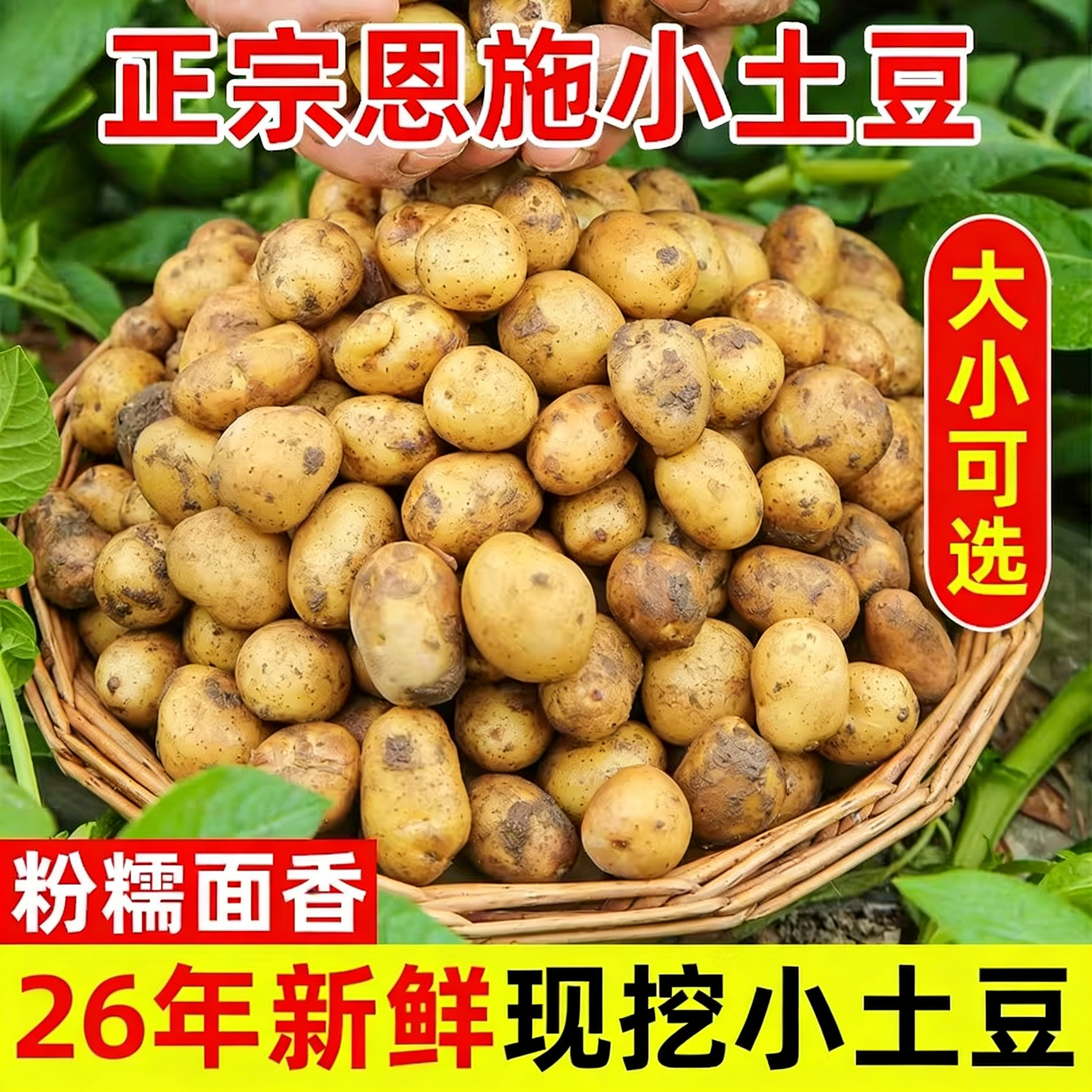 恩施小土豆现挖新鲜黄心土豆当季蔬菜整箱迷你马铃薯富硒洋芋包邮
