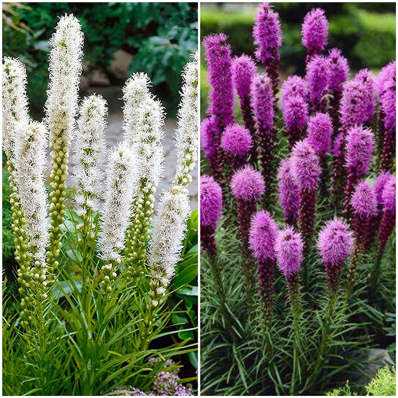 蛇鞭菊种球花籽左家花园多年生宿根花卉植物花园庭院阳台盆栽花卉