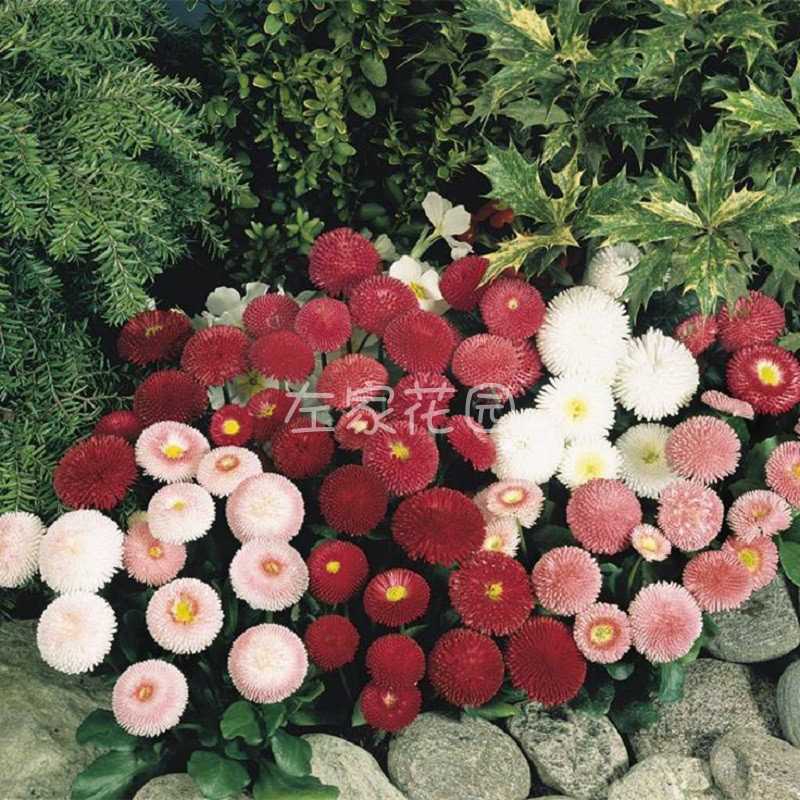 左家花园雏菊玛格丽特花卉种子
