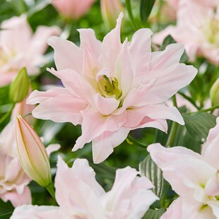 多球装进口东方香水百合种球香味浓郁球根百合花球种子易养四季