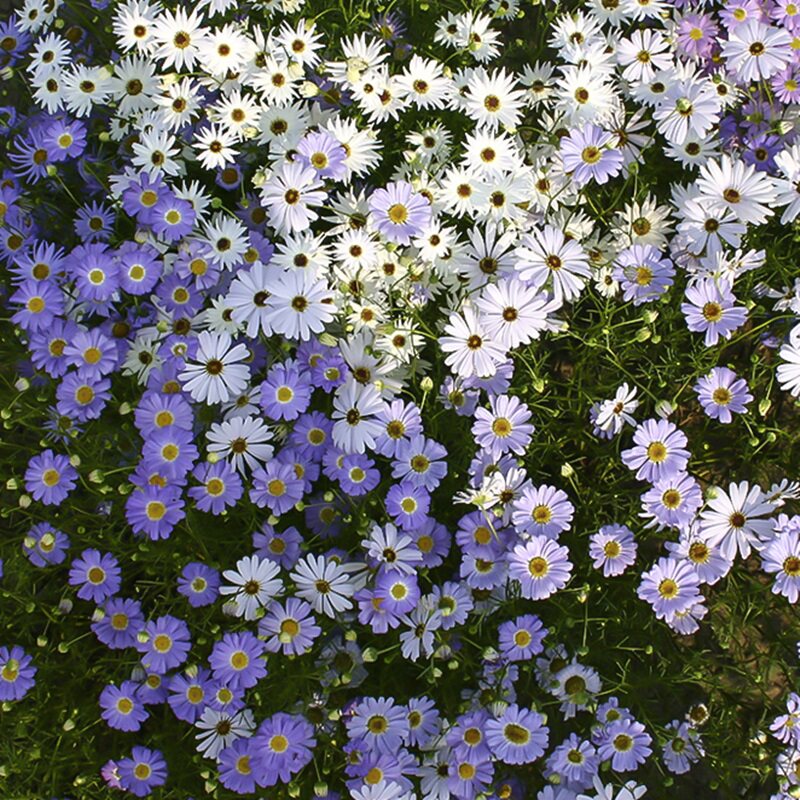 五色菊种子 左家花园 春秋播种阳台花坛盆栽花卉景观花海花籽混色