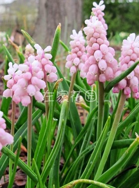 进口葡萄风信子种球左家花园多年生球根花卉庭院室内阳台植物易养