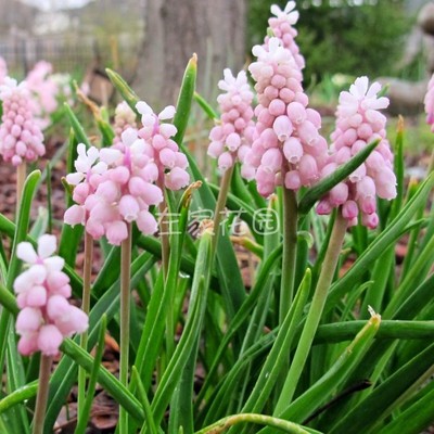 进口葡萄风信子种球左家花园