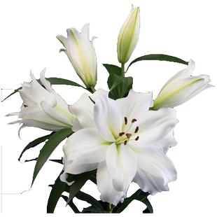 单球装进口OT百合种球一代球 喇叭花球花大浓香易养繁殖复花强