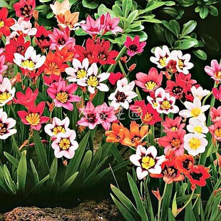 三色魔杖种球 阳台庭院盆栽花卉植物多年生球根新手易养左家花园
