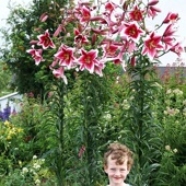 单球装 进口OT百合种球一代球 喇叭花球花大浓香易养繁殖复花强