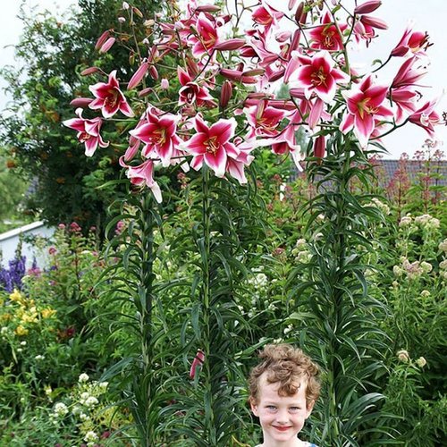 进口OT百合种球一代球