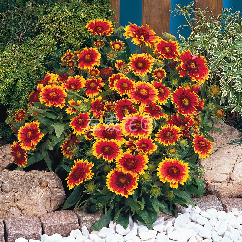 左家花园耐热景观春秋宿根天人菊