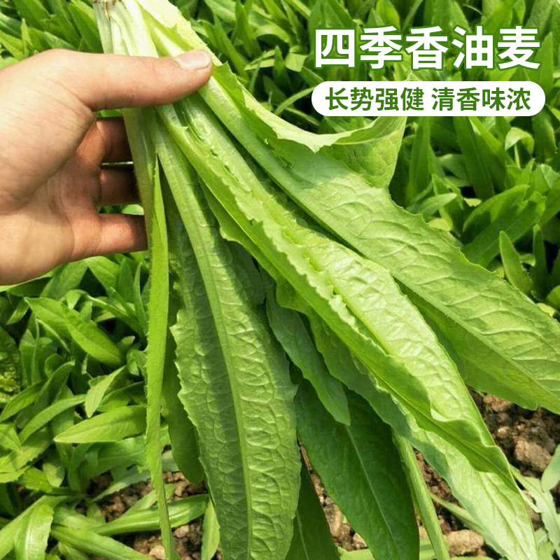 四季油麦菜种子苦麻菜香油麦菜籽夏秋冬耐热农家田园盆栽蔬菜孑