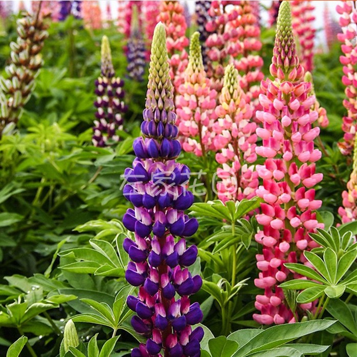羽扇豆多年生混色景观鲁冰花种子