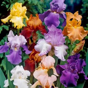 左家花园德国鸢尾种球裸根苗进口鸢尾宿根多年生盆栽庭院露地花卉