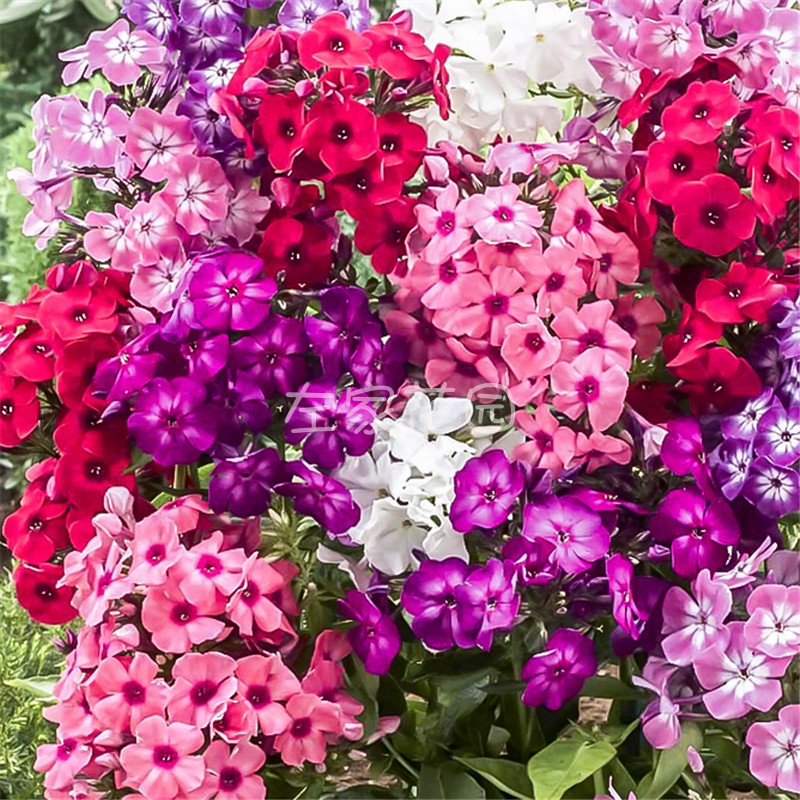 左家花园福禄考芝樱五色梅种子