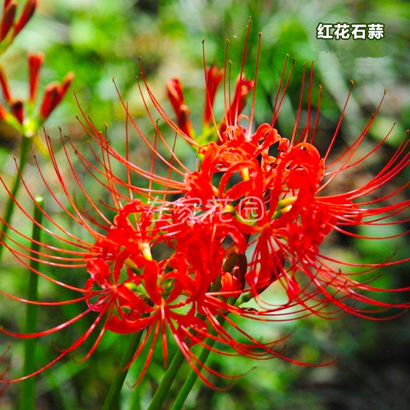 玫瑰曼珠沙华盆栽四季花卉石蒜