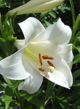 多球装进口LO铁炮百合种球百合花球种子耐热易养易复花 左家花园