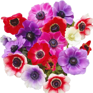 左家花园 银莲花种球 坂田进口干球根秋冬季盆栽花卉宿根植物土培