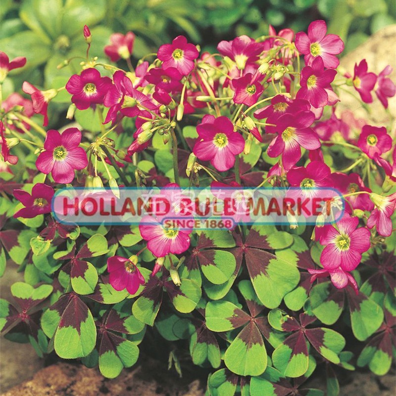 铁十字种球易爆盆宿根