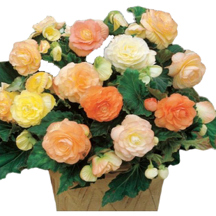 左家花园进口垂吊直立夫妻海棠种球球根花种子阳台多年生球根花卉