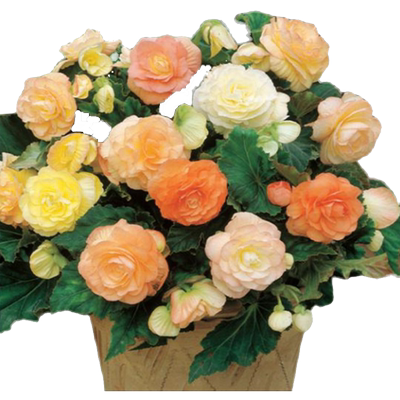 进口垂吊直立夫妻海棠种球