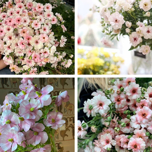 已催芽花毛茛种球切花蝴蝶赛牡丹种子阳台盆栽宿根植物左家花园