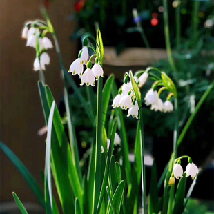 左家花园 雪片莲种球 现货 庭院阳台盆栽雪滴花多年生球根