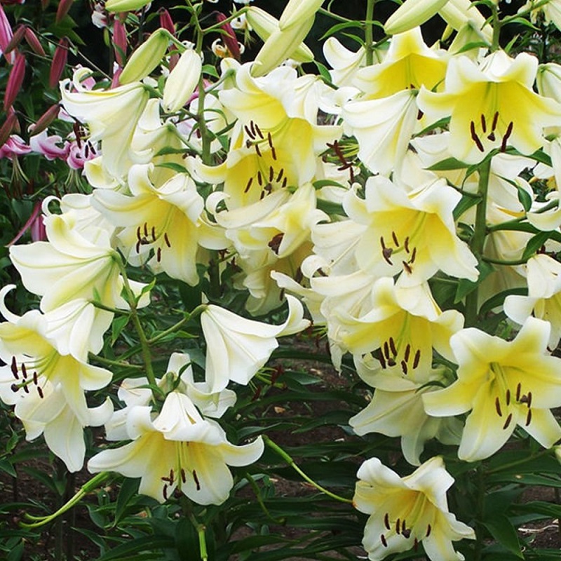 左家花园OT百合种球15元包邮喇叭百合花球花大浓香易养繁殖复花强