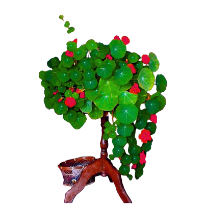 左家花园垂吊盆栽春播旱金莲种子