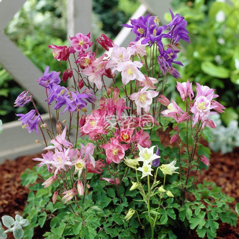 耧斗菜种子耐寒四季阳台花种花籽