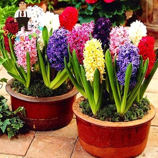 左家花园 3个进口风信子大种球种子水养土栽花卉盆栽秋冬新手易养