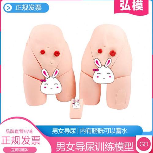 弘模男女可互换导尿模型,导尿训练模型,下半身模型,整体导尿培训