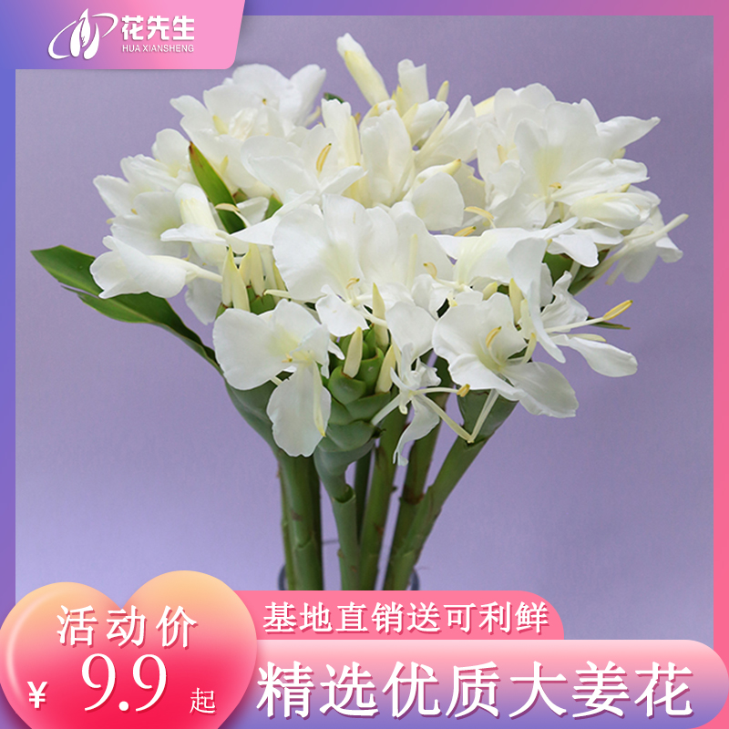 广州姜花鲜花枙子花天鹅绒雀梅绿毛球百合荷花鲜切花水养速递同城