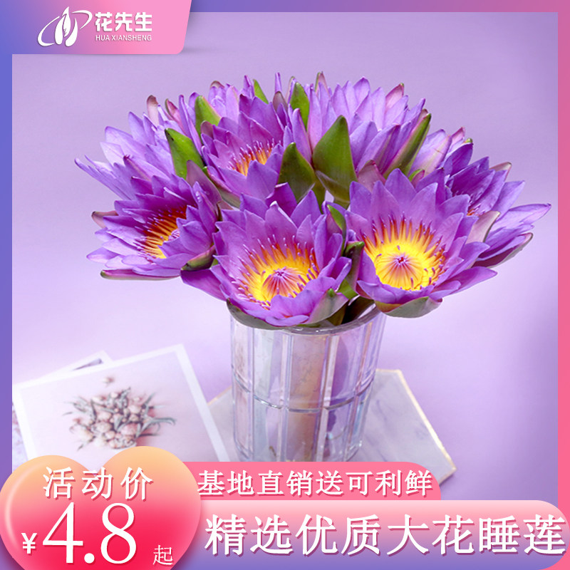 广州睡莲鲜花荷花百合剑兰花雏菊向日葵花束水养云南直发同城速递 虎窝淘