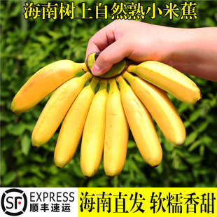 现摘海南小米蕉新鲜香蕉banana10斤整香芭蕉自然熟非苹果蕉皇帝蕉